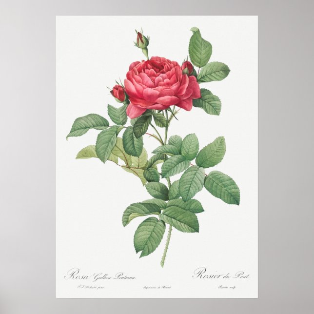 Vintage Rose Illustration Poster (Front)