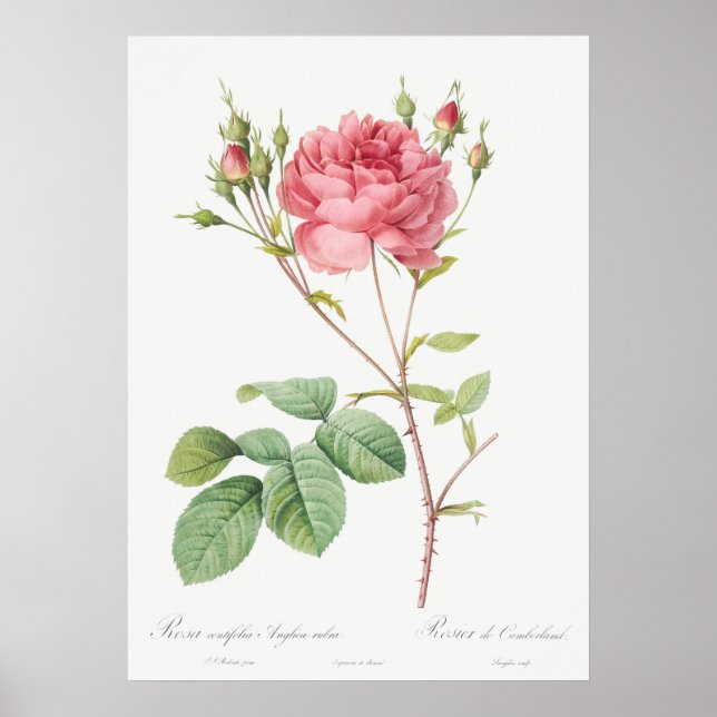 Vintage Rose Illustration Poster (Front)