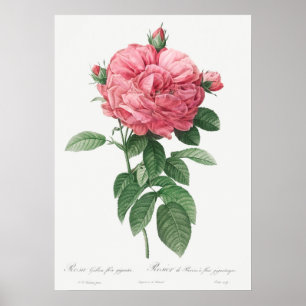 Vintage Rose Illustration Poster