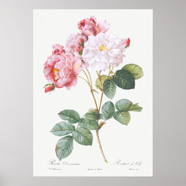 Vintage Rose Illustration Poster (Front)
