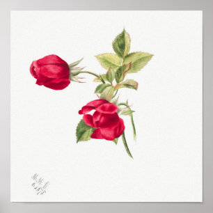 Vintage Rose Illustration Poster