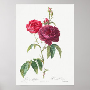 Vintage Rose Illustration Poster