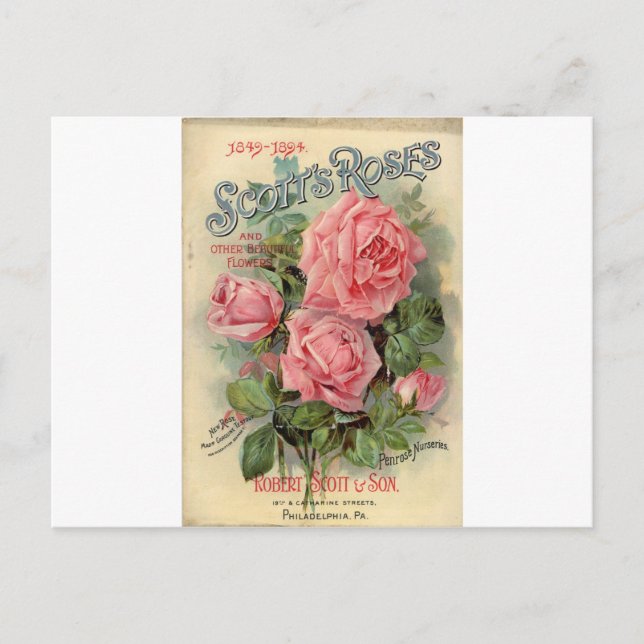 Vintage Rose Postcard (Front)