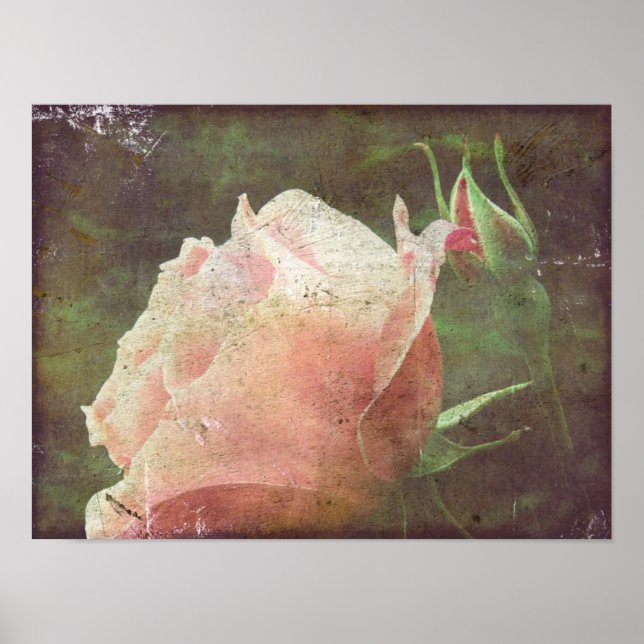Vintage Rose Poster (Front)