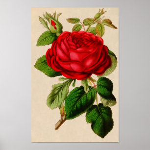 Vintage Rose Poster