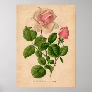 Vintage Rose Print Poster
