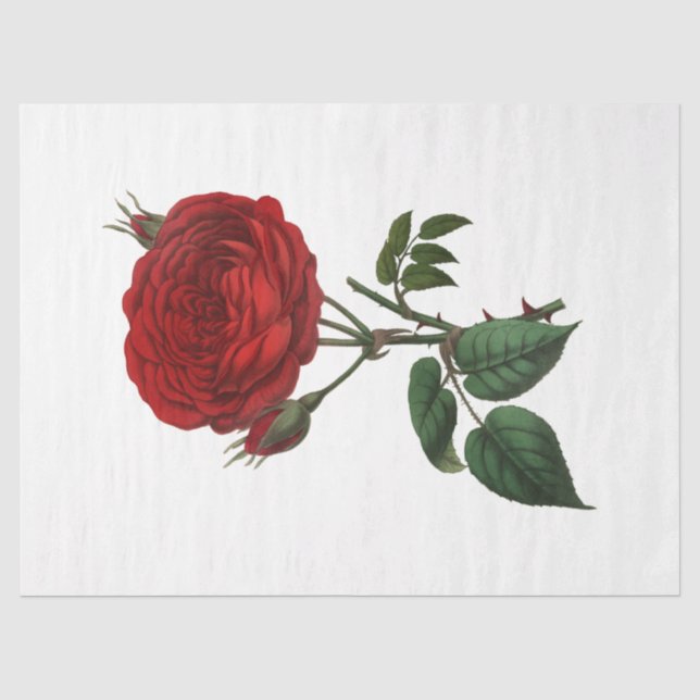 Vintage Rose Series Design 116 Tissue Paper (Front)