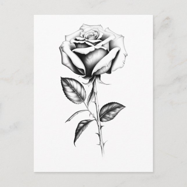  Vintage rose sketch Postcard (Front)