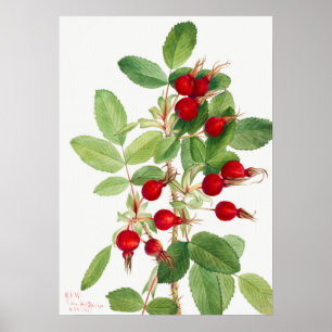 Vintage Rosehip Illustration Poster