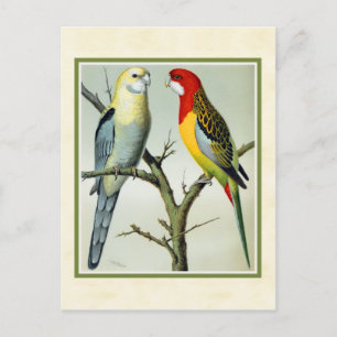 Vintage Rosella Parakeets Illustration Postcard