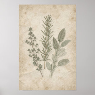 Vintage Rosemary Thyme Sage Herbarium Poster