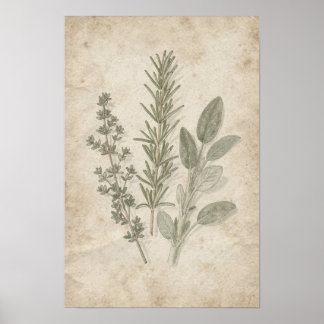 Vintage Rosemary Thyme Sage Herbarium Poster