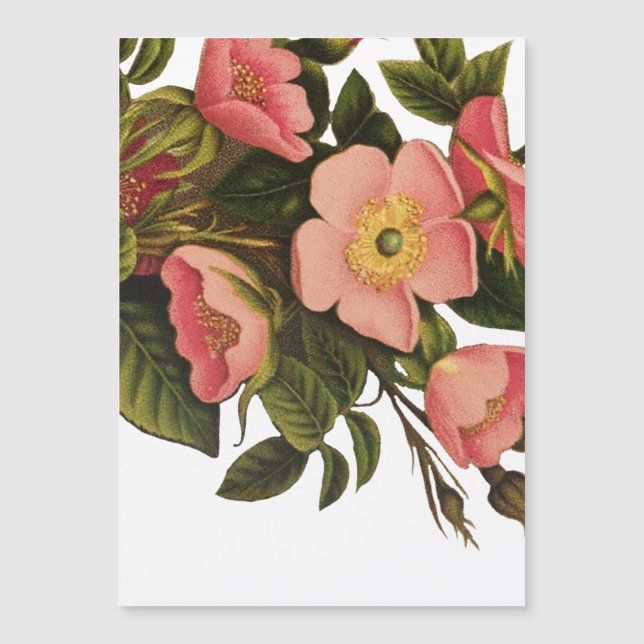 Vintage Roses Beautiful Pink Botanical (Front)