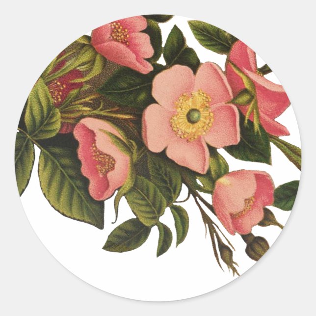 Vintage Roses Beautiful Pink Botanical Classic Round Sticker (Front)