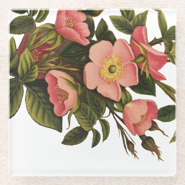 Vintage Roses Beautiful Pink Botanical Glass Coaster (Front)