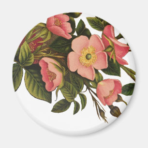 Vintage Roses Beautiful Pink Botanical Magnet