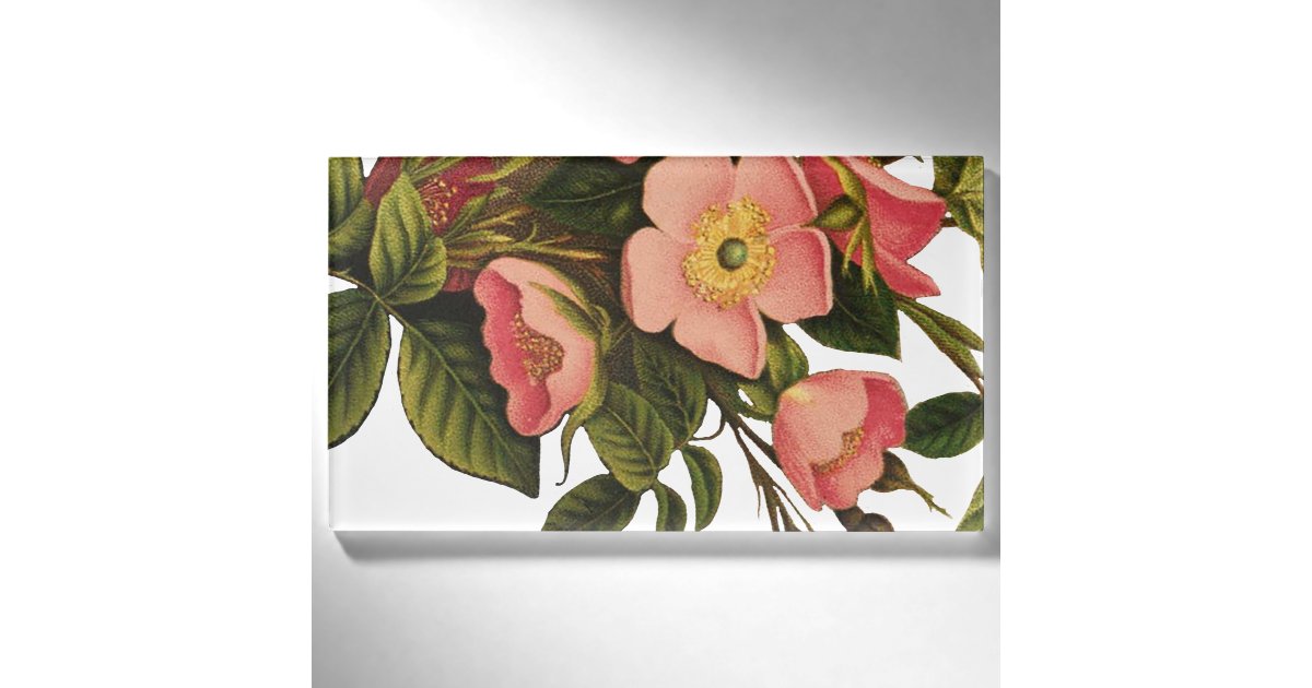 Vintage Roses Beautiful Pink Botanical Name Tag | Zazzle
