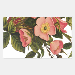 Vintage Roses Beautiful Pink Botanical Rectangular Sticker