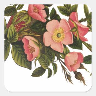 Vintage Roses Beautiful Pink Botanical Square Sticker