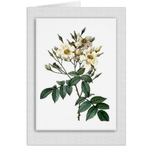 Vintage roses blank note card