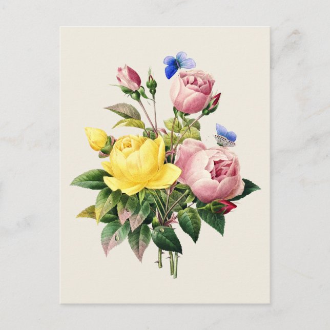 Vintage Roses Botanical Illustration Postcard (Front)