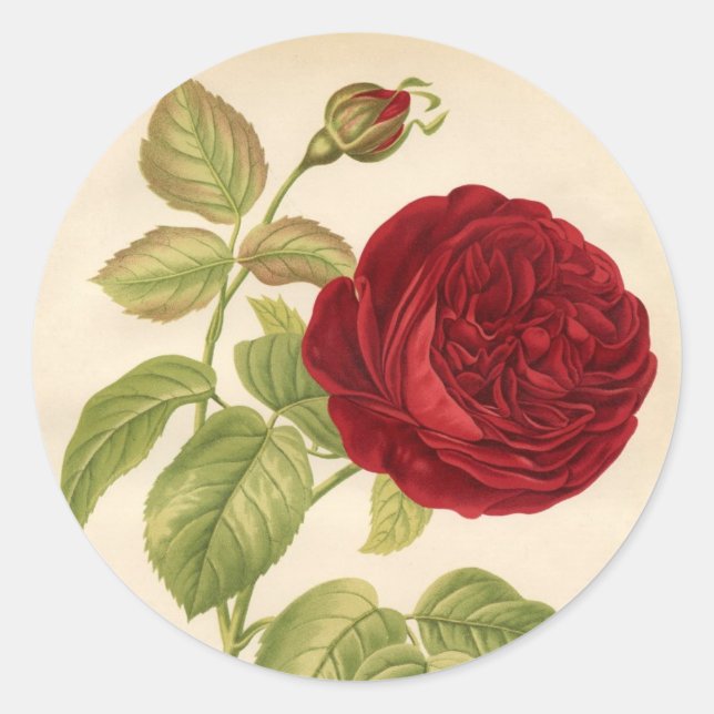 Vintage Roses Classic Round Sticker (Front)
