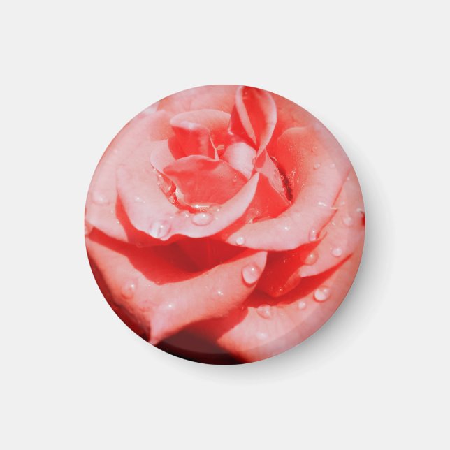 Vintage Roses Magnet (Front)