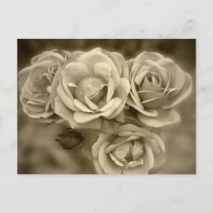 Vintage Roses Postcard