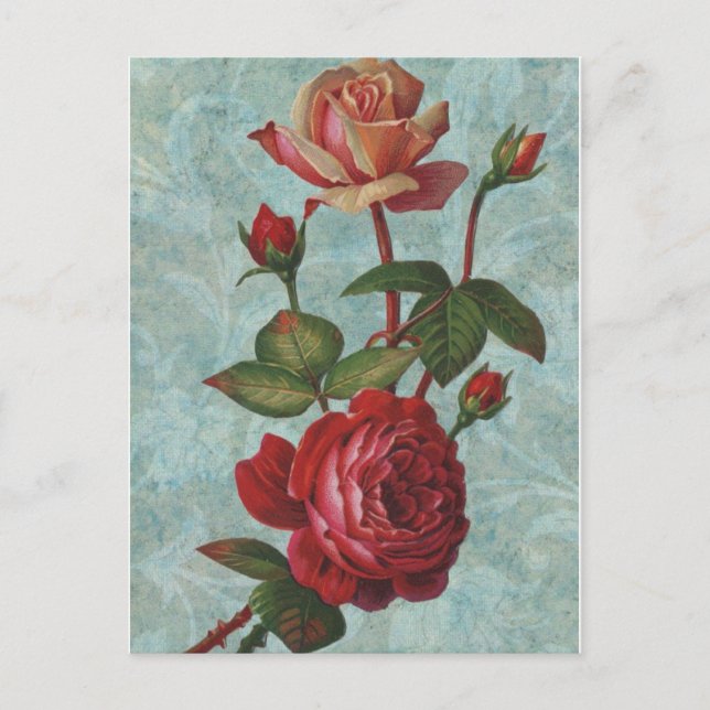 Vintage Roses Postcard (Front)