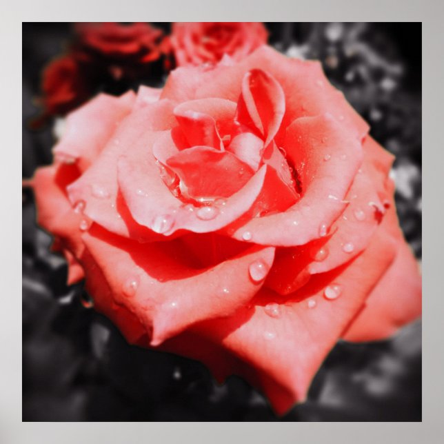 Vintage Roses Poster (Front)