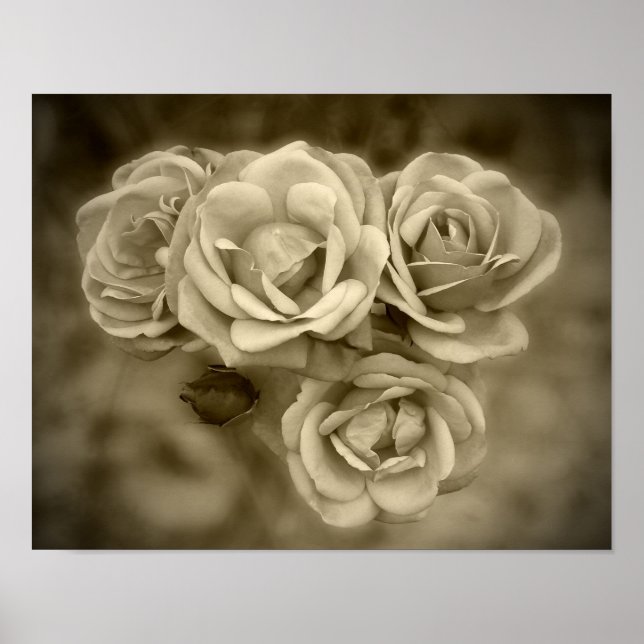 Vintage Roses Sepia Poster (Front)