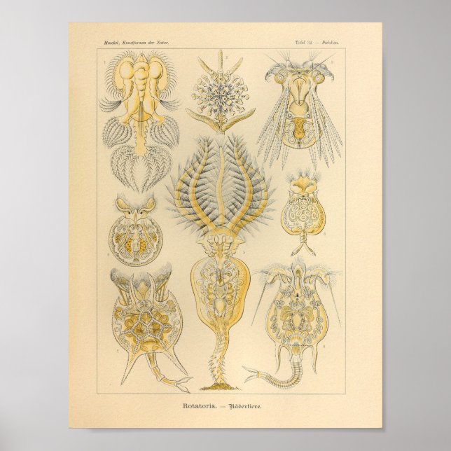 Vintage Rotatoria Colour Ernst Haeckel Print (Front)