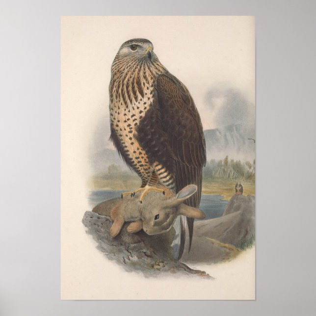 Vintage Rough Legged Buzzard Bird Poster (Front)