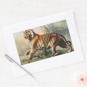 Vintage Royal Bengal Tiger Naturalist Art Print Rectangular Sticker