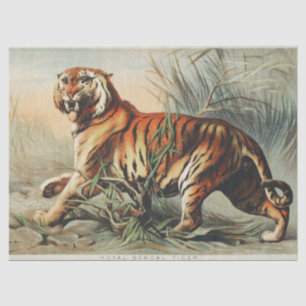 Vintage Royal Bengal Tiger Naturalist Art Print Tissue Paper