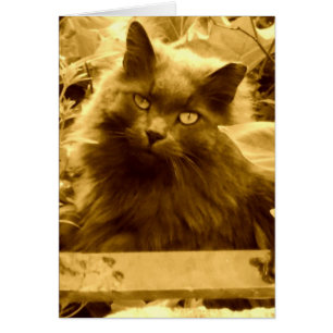 Vintage Russian Blue Cat