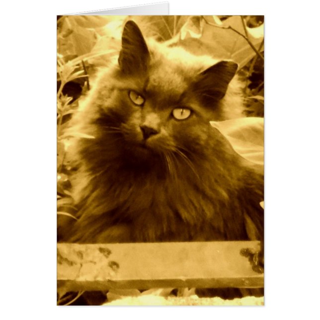 Vintage Russian Blue Cat (Front)