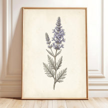 Vintage Russian Sage Botanical Canvas