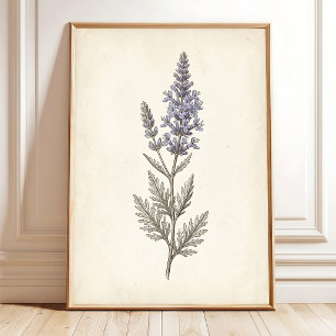 Vintage Russian Sage Botanical Canvas Poster