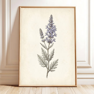 Vintage Russian Sage Botanical Canvas Poster