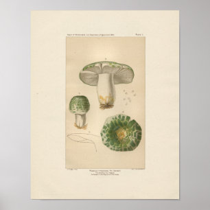 Vintage Russula Edible Mushroom Print