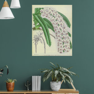 Vintage Saccolabium Blumei Orchid Flower Art Poster