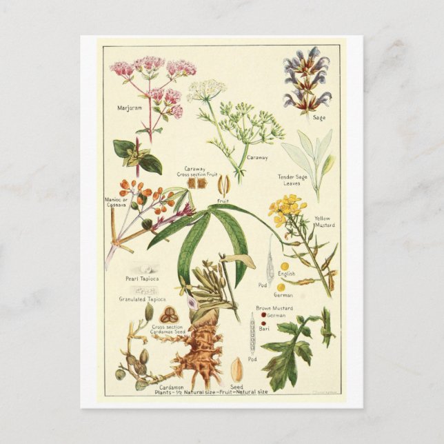 Vintage sage illustration postcard recipe card (Front)