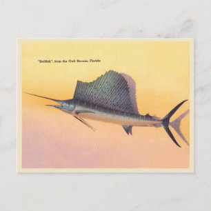 Vintage Sailfish image, gulf stream Florida Postcard