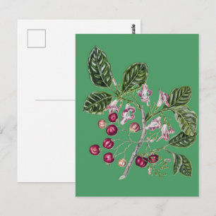 Vintage Sarah Featon Puriri Botanical Art Postcard