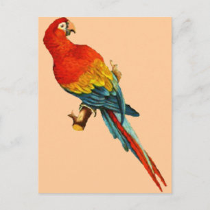 Vintage *Scarlet Macaw* Parrot Desing Postcard