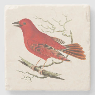 Vintage Scarlet Tanager Naturalist Bird Decor Art Stone Coaster