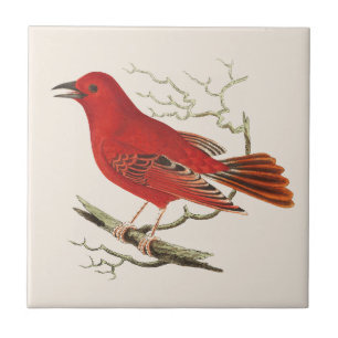 Vintage Scarlet Tanager Naturalist Bird Decor Art Tile