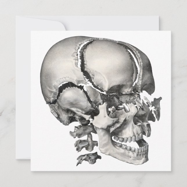 Vintage Science Human Anatomy, Antique Skull (Front)