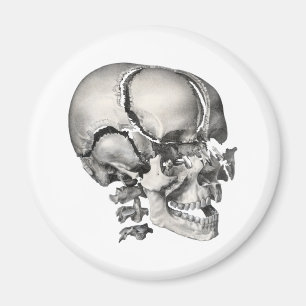 Vintage Science Human Anatomy, Antique Skull Magnet